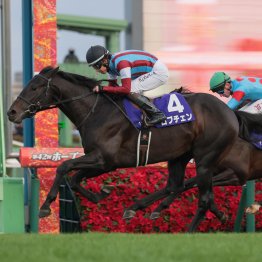 ミュージアムマイル小回り向きの血が得意の中山で本領発揮