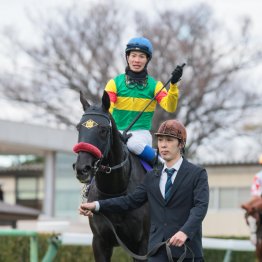 ミュージアムマイル小回り向きの血が得意の中山で本領発揮