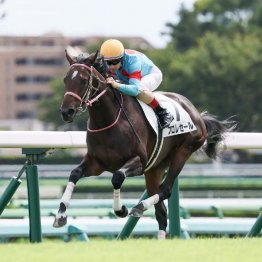 【新居の月曜競馬コラム・中山７Ｒ】