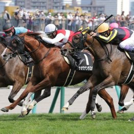 【橘の月曜競馬コラム・サンライズＳ】