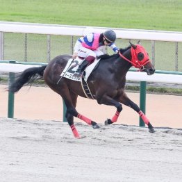 【レスキュー隊の日曜競馬コラム・中山12Ｒ】	