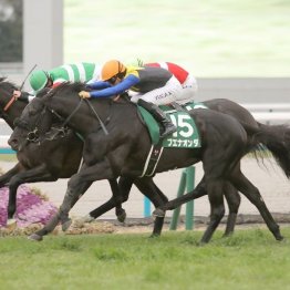 【京都金杯】ブエナオンダが重賞初制覇、③着が18番人気のショウナンアデイブで大波乱の幕開け