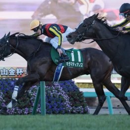 【中山金杯】カラマティアノスが鼻差の激戦を制す