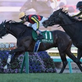 【中山金杯】４歳カラマティアノスが良くなるのはこれから