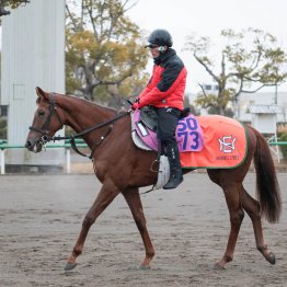 【フェアリーＳ】調教マル得チェック①