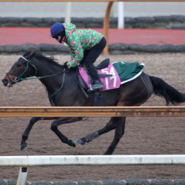 【シンザン記念】調教マル得チェック①