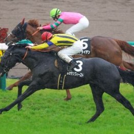 【市川の土曜競馬コラム・迎春Ｓ】