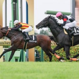 【新居の土曜競馬コラム・迎春Ｓ】