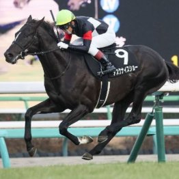 【大谷の土曜競馬コラム・迎春Ｓ】