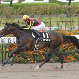 【播磨の土曜競馬コラム・すばるＳ】