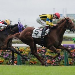 【新居の日曜競馬コラム・フェアリーＳ】