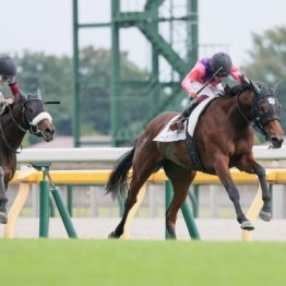 【木津の日曜競馬コラム・フェアリーＳ】