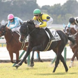 【市川の月曜競馬コラム・シンザン記念】