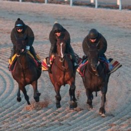 【新居の月曜競馬コラム・シンザン記念】