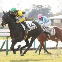 【大谷の月曜競馬コラム・シンザン記念】