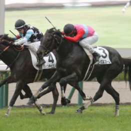 【橘の月曜競馬コラム・シンザン記念】