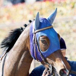 【レスキュー隊の月曜競馬コラム・中山12Ｒ】