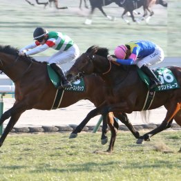 リーディングサイヤーから振り返る昨年の中央競馬