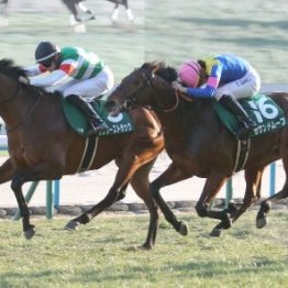 【シンザン記念】サンダーストラック差し切る　鞍上のハマーハンセンも重賞初Ｖ