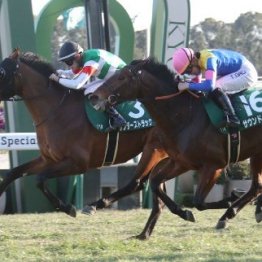 【シンザン記念】サンダーストラック初重賞Ｖ