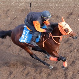 【日経新春杯】オールナット巻き返しに向け仕上がり上々