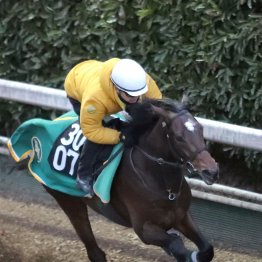 【京成杯】調教マル得チェック