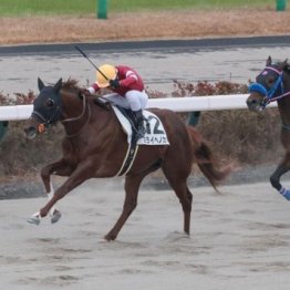 【新居の土曜競馬コラム・アレキサンドライトＳ】
