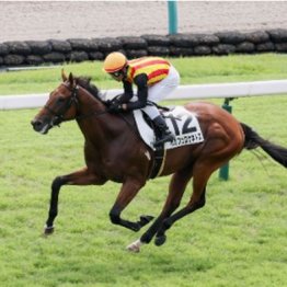 【市川の日曜競馬コラム・京成杯】	