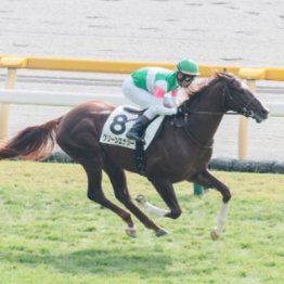 【武田の日曜競馬コラム・京成杯】	