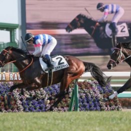 【橘の日曜競馬コラム・京成杯】	
