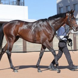 【京成杯】◎アクセス　坂路自己ベスト　いざクラシックへ