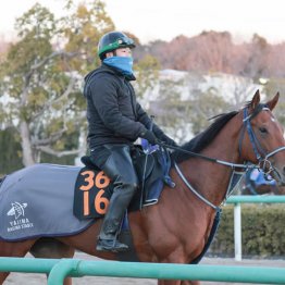 【京成杯】◎ポルフュロゲネトス　重賞でも力上位　横山武騎手に期待です