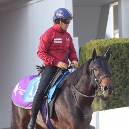 【アメリカＪＣＣ】ショウヘイ主役を張る