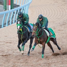 【プロキオンＳ】調教マル得チェック②
