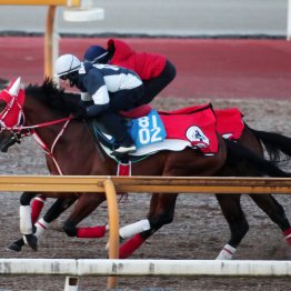 【プロキオンＳ】調教マル得チェック①