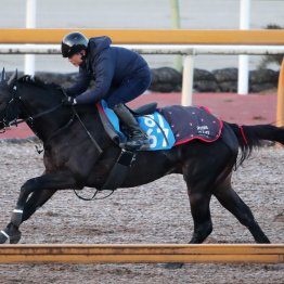 【プロキオンＳ】調教マル得チェック①