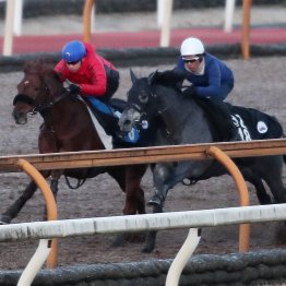 【プロキオンＳ】調教マル得チェック①