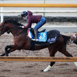 【アメリカＪＣＣ】調教マル得チェック