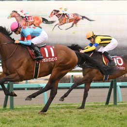 【アメリカＪＣＣ】データ作戦　本命を決めたら同期も要チェック