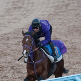 【アメリカＪＣＣ】ディマイザキッドいよいよ本格化ムード