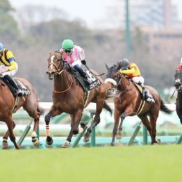 【大谷の土曜競馬コラム・初富士Ｓ】