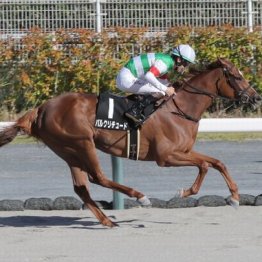 【橘の土曜競馬コラム・小倉牝馬Ｓ】
