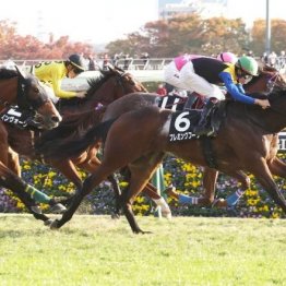 【播磨の土曜競馬コラム・小倉牝馬Ｓ】