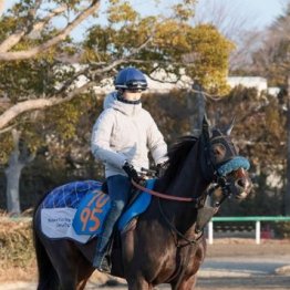 【新居の日曜競馬コラム・アメリカＪＣＣ】