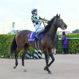 【大谷の日曜競馬コラム・アメリカＪＣＣ】