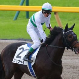 【武田の日曜競馬コラム・アメリカＪＣＣ】