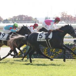 【レスキュー隊の日曜競馬コラム・中山12Ｒ】
