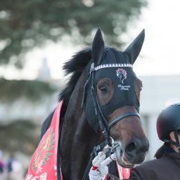 パサパサの京都ダートで先行有利　サンデーファンデー②着を支えたのはスマートボーイの血？