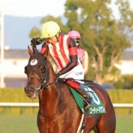 【シルクロードＳ】エーティーマクフィ７歳で充実一途