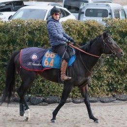 【根岸Ｓ】ウェイワードアクト勝って大舞台へ